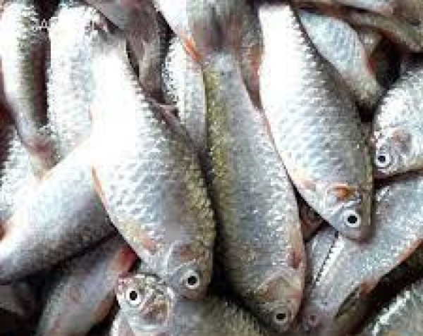 Deshi Puti Fish-250gm