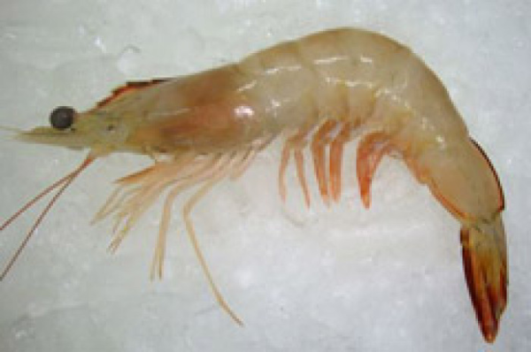 Fresh Chapda Prawn BIG(Chapda chingri)-250(9-15pc)