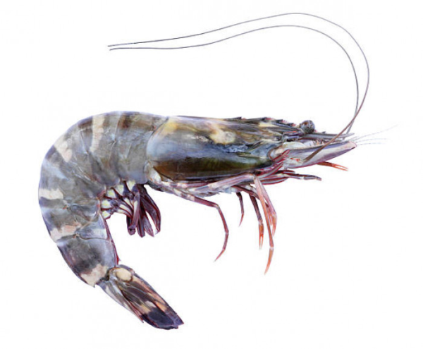 bo Tiger prawn(Bagda chingri)-250gm (4-6pc)
