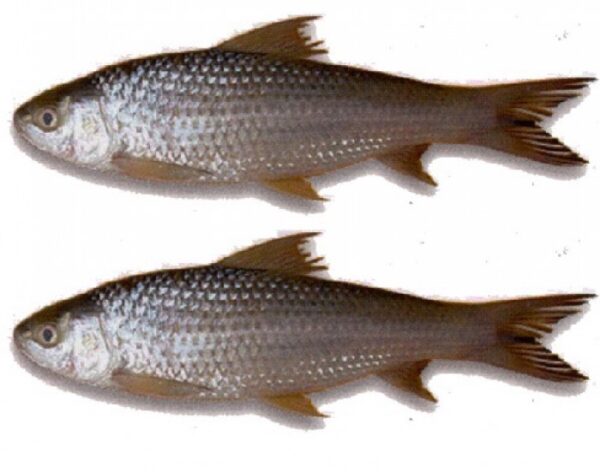 Bata fish-500 g