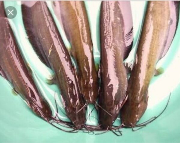 Shingi-250 g