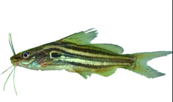 Tangra-250 g